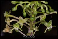 Malaxis-calophylla2
